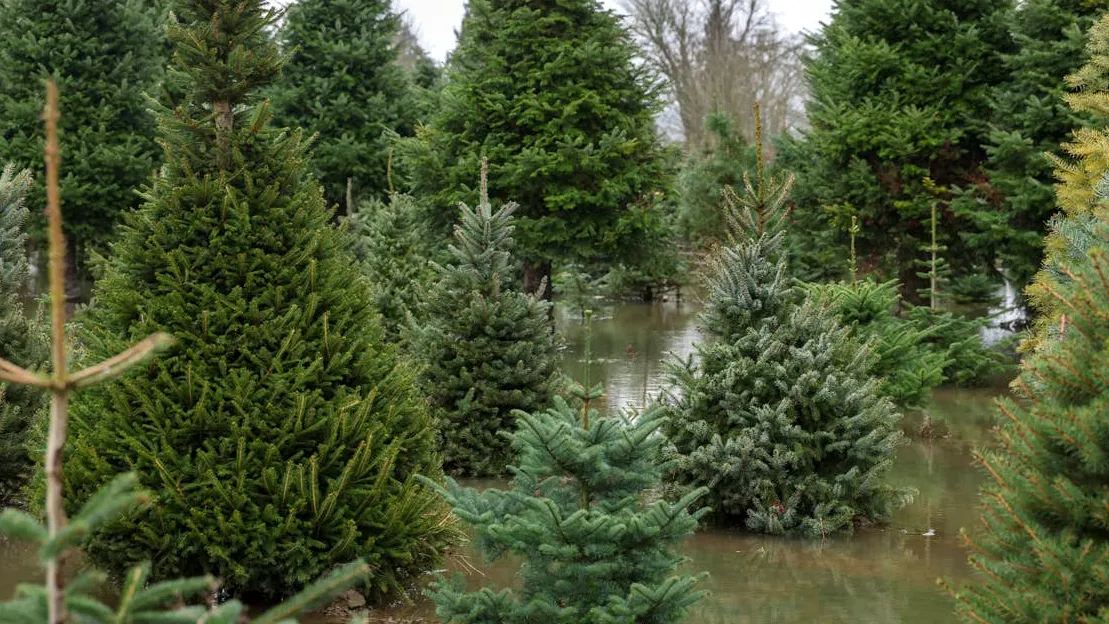 Best Home Cardio Machines for Heart Health in Small Spaces